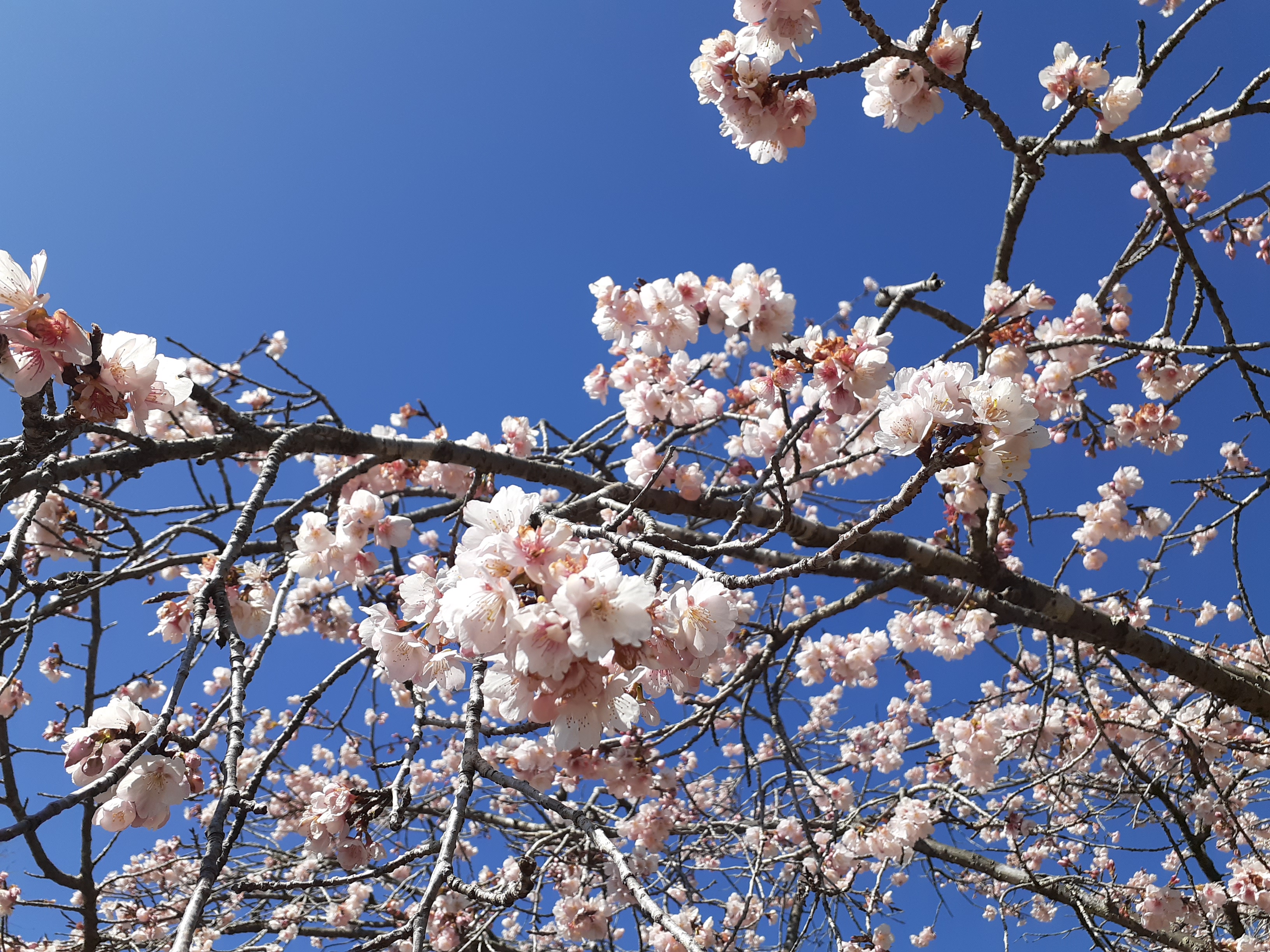 🌸